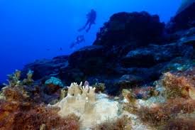 Bleached coral is visible at the Flower Garden Banks National Marine Sanctua